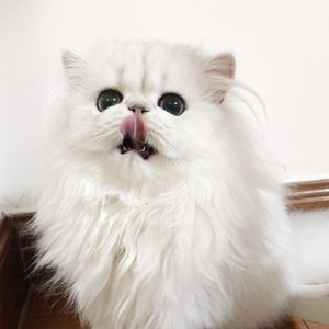 日韩三级片自拍视频
